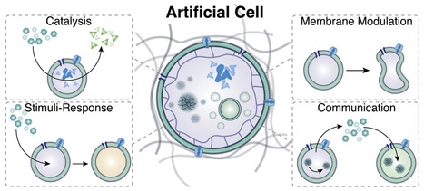 Synthetic Cells Revisited: Artificial Cells Construction Using Polymeric Building Blocks | AdvS | RMH | Scoop.it