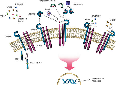 Triggering receptor expressed on myeloid cells-1 in sepsis, and current insights into clinical studies | Critical Care | Full Text | Immunology | Scoop.it