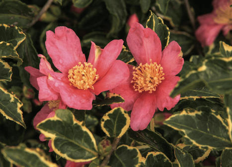 Le Conservatoire des Camellia préserve et développe les collections | HORTICULTURE | Scoop.it