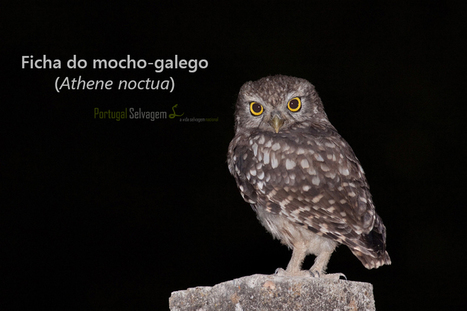 Mocho-galego (Athene noctua) | APOIO AO ESTUDO | Scoop.it
