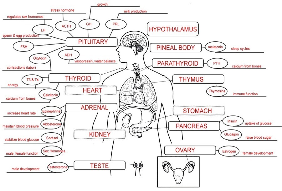 Words For Endocrine System