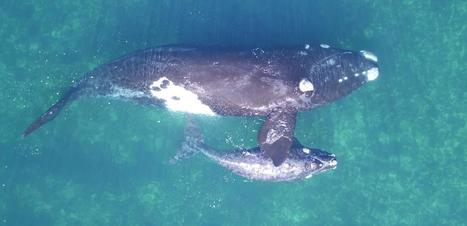 Des drones pour peser des baleines - Le blob, l'extra-m&eacute;dia | Pour innover en agriculture | Scoop.it