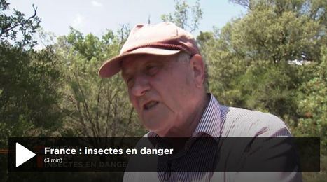 France : insectes en danger | Variétés entomologiques | Scoop.it