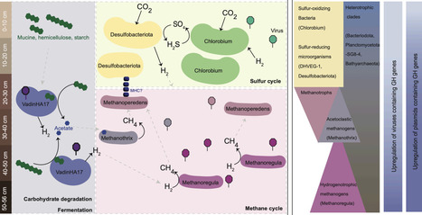 Active microbial communities and their extrachromosomal elements link organic matter degradation to methane cycling in anoxic sediments | brvm | RMH | Scoop.it