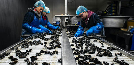 Santé et environnement : mieux prendre en compte la vulnérabilité des populations féminines | EntomoScience | Scoop.it