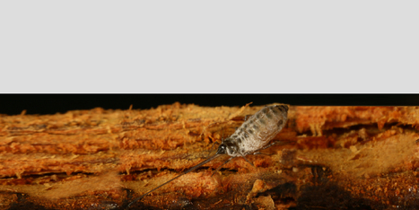 XII INTERNATIONAL SYMPOSIUM ON APHIDS | EntomoScience | Scoop.it