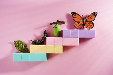 Teaching for Transformation: Lessons from the Monarch Butterfly | Education 2.0 & 3.0 | Scoop.it