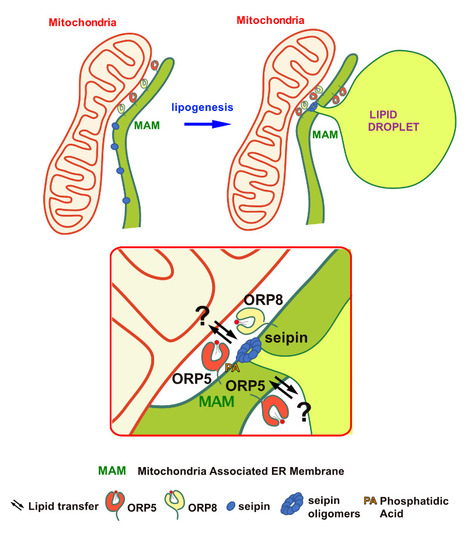 ORP5 AND ORP8 ORCHESTRATE LIPID DROPLET BIOGENESIS AT ENDOPLASMIC RETICULUM-MITOCHONDRIA CONTACT SITES | I2BC Paris-Saclay | Scoop.it