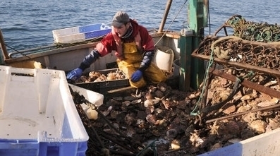 French scallops cleaned in China then sent back | Stage 4 Interconnections | Scoop.it