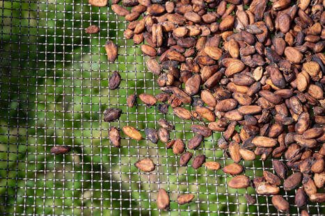 COTE D'IVOIRE: Crise du cacao : les enjeux de la souverainet&eacute; agricole | AFRIQUES | Scoop.it
