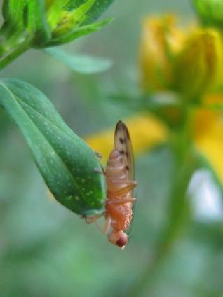 AU MOIS DE JUIN : Mouche jaune des céréales - Opomyza florum | Les Colocs du jardin | Scoop.it