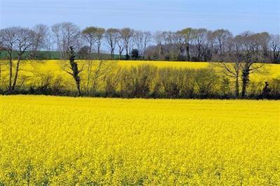 Moins de 2,5% des surfaces agricoles francaises en biocarburant - ouest-france.fr | Agriculture en Pays de la Loire | Scoop.it