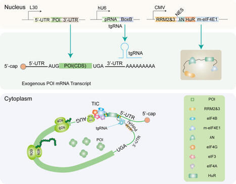 Engineered targeted enhancement of translation in mammalian cell | BMC | RMH | Scoop.it
