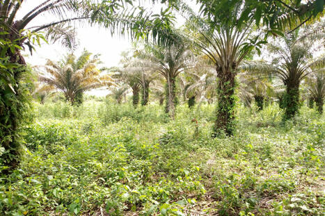 Bénin : Le changement climatique menace la survie de douze espèces d’arbres polyvalents | Ecosystèmes Tropicaux | Scoop.it
