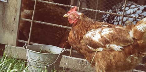 Bird flu in Uganda highlights gaps in Africa's plans to manage pandemics | Virology News | Scoop.it