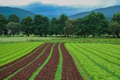 [LE CHIFFRE] Couvrir les sols entre deux cultures réduirait les émissions de gaz à effet de serre de l’agriculture de 7 % | Elevage et environnement | Scoop.it