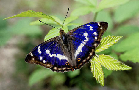 Cet été, ouvrez l’œil dans les forêts ! | Variétés entomologiques | Scoop.it