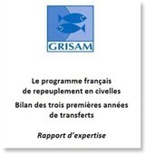 Le programme français de repeuplement en civelles : Bilan des 3 premières années | Biodiversité | Scoop.it