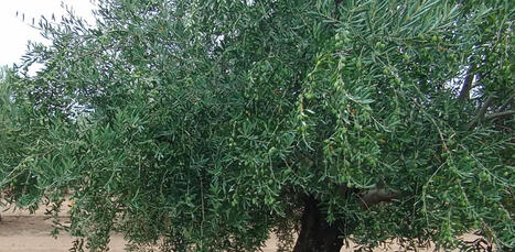 Córdoba acoge mañana jueves un encuentro del COI y los ministros de Agricultura en el marco de la celebración del Día Mundial del Olivo | OLIVE NEWS | Scoop.it