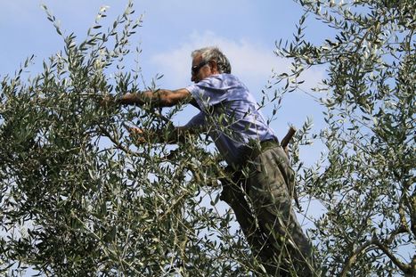 Are you an expatriate living in Le Marche? Do you keep Olive Trees? So this post is for You. | Good Things From Italy - Le Cose Buone d'Italia | Scoop.it
