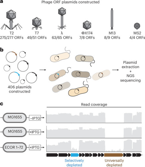 A phage protein screen identifies triggers of the bacterial innate immune system | Nmb | RMH | Scoop.it