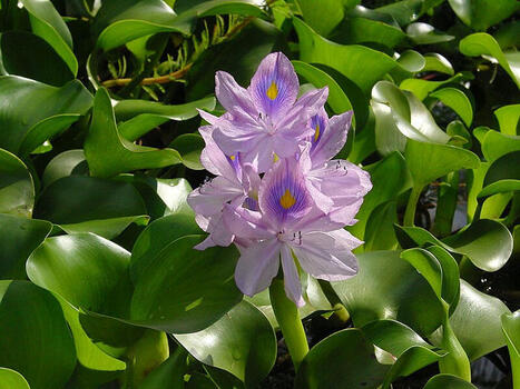 Farmers Battle Invasive Water Hyacinths in EGYPT Amid Water Scarcity | CIHEAM Press Review | Scoop.it