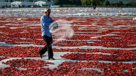TURKISH Farming Faces Devastating Decline | CIHEAM Press Review | Scoop.it