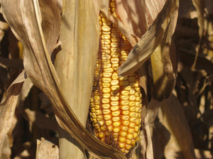 Insects Find Crack In Biotech Corn's Armor : NPR | Complex Insight  - Understanding our world | Scoop.it