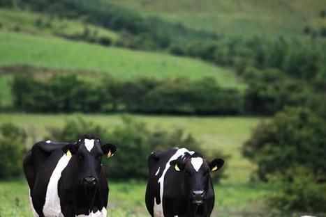 Les prix des produits laitiers de l'UE en amélioration sur le marché mondial | Lait de Normandie... et d'ailleurs | Scoop.it