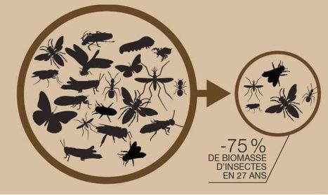 Quelle est l'influence du déclin des insectes sur la reproduction des oiseaux ? | Biodiversité | Scoop.it