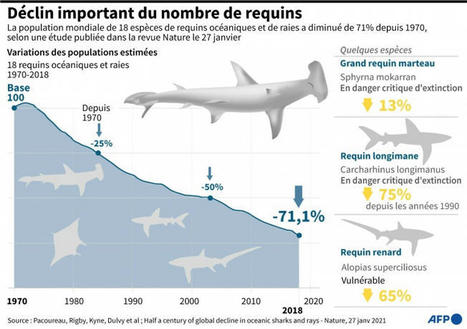 Le #déclin des populations de #requins laisse un "trou croissant" dans la #vie #océanique La surpêche a infligé des pertes de plus 70% sur la population de certains requins et raies au cours du der... | RSE et Développement Durable | Scoop.it