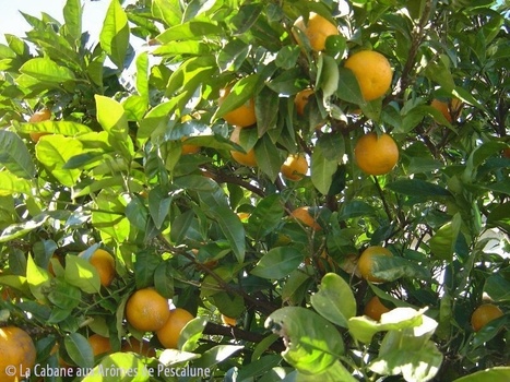 Huiles essentielles d'agrumes | La Cabane aux Arômes | Scoop.it