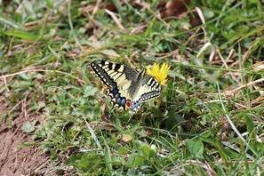 Papillons et libellules : L’Observatoire Aquitain de la Faune Sauvage transmet plus de 25 000 données à l'INPN | EntomoNews | Scoop.it