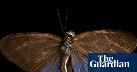 As forests are cut down, butterflies are losing their colours  | RAINFOREST EXPLORER | Scoop.it