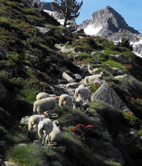 Les moutons dets Coubous - Marie Soleil - LES PYRENEES | Facebook | Vallées d'Aure & Louron - Pyrénées | Scoop.it