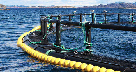 AQUACULTURE: What to expect in 2024 | CIHEAM Press Review | Scoop.it