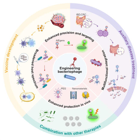 Engineering bacteriophages for gut health: precision antimicrobials and beyond | RMH | Scoop.it