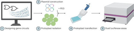 Designing and testing CRISPRi-based synthetic gene circuits in plants | Npc | RMH | Scoop.it