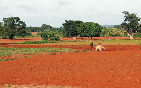 Pour nourrir le monde, il faut des gains de productivit&eacute; - Perspectives agricoles | Pour innover en agriculture | Scoop.it