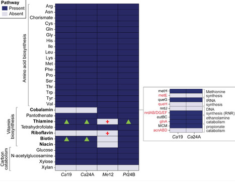 Cobamide-based interactions between soil bacteria can be predicted based on monoculture growth | aem | RMH | Scoop.it