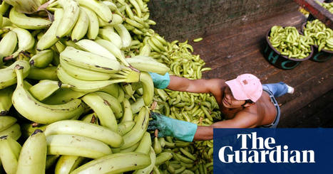 Banana price war in UK supermarkets is hurting farmers, growers warn | Supermarkets | The Guardian | International Economics: IB Economics | Scoop.it