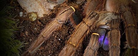 Tarantulas Bristol | Bichos en Clase | Scoop.it
