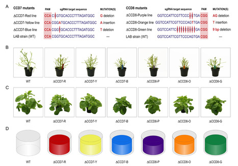 Original Paper in Plant Biotechnol J &bull; Michaud & Goulet Labs 2026 &bull; Gene Editing of Nicotiana benthamiana Architecture for Space-Efficient Production of Recombinant Proteins in Closed Environments | Originals | Scoop.it