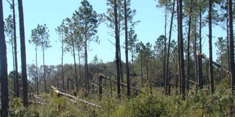 In One Week, Georgia’s Timber Damage Estimate More Than Doubles To About $763M | Timberland Investment | Scoop.it