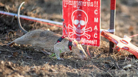 Au Cambodge, un rat bat un nouveau record de détection de mines | Les Colocs du jardin | Scoop.it