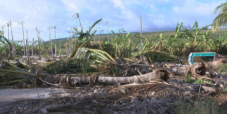 Hawaii farmers reeling from severe weather as losses mount | Hawaii News Now | Operation Deimos | Scoop.it