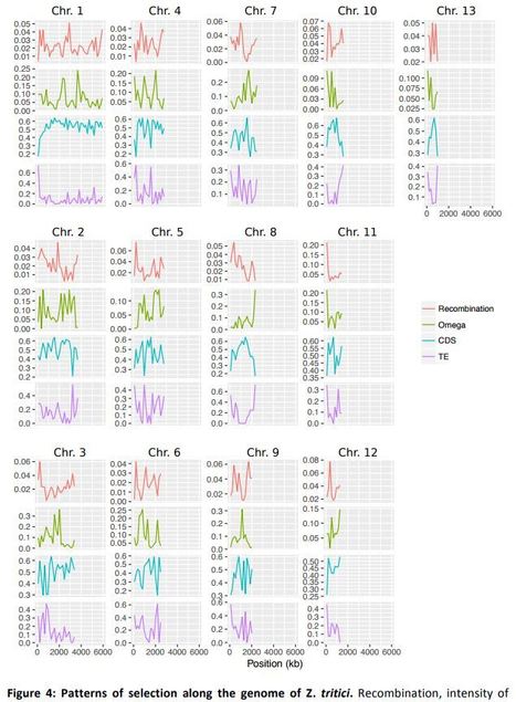 bioRxiv: The genomic rate of adaptation in the fungal wheat pathogen Zymoseptoria tritici (2017) | Plant Pathogenomics | Scoop.it