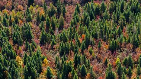 Le carbone et la forêt boréale dans la mire du Cégep de Sept-Îles | ICI | Revue de presse - Fédération des cégeps | Scoop.it