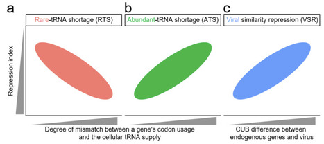 Virus-driven tRNA competition universally represses host genes with similar codon usage | brvm | RMH | Scoop.it