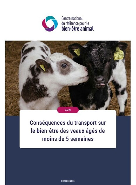 Cons&eacute;quences du transport sur le bien-&ecirc;tre des veaux &acirc;g&eacute;s de moins de 5 semaines | CNR BEA | Actualit&eacute;s de l'&eacute;levage | Scoop.it